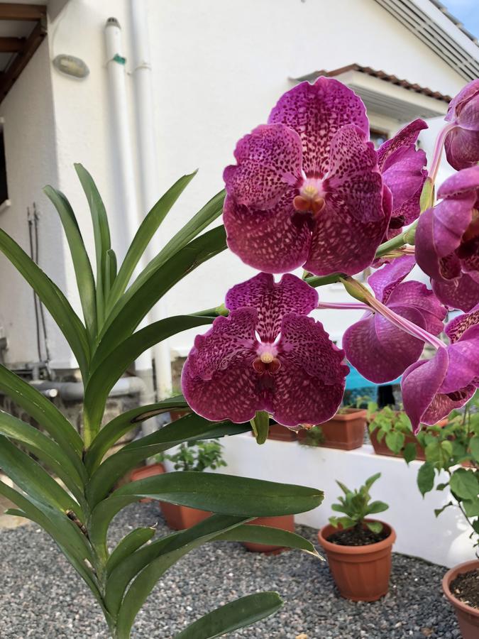 Flower Garden Self-Catering Apartments Beau Vallon  Extérieur photo